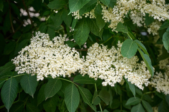 Black elderberry (Sambucus nigra) bloom in nature.