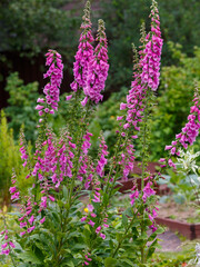 Beautiful purple foxglove inflorescences in the garden.  Digitalis Purpurea is a genus of about 20 species of herbaceous perennial plants. © Flower_Garden
