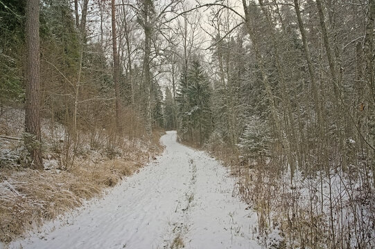 Forest hiking trail covered in snow near Aegviidu, Harju county, Estonia
