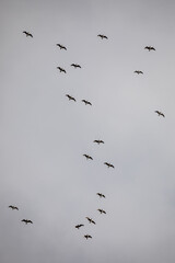 A flock of seagulls spreads across the sky above P&oacute;voa de Lanhoso, their wings scattered like moving silhouettes against a soft, cloudy backdrop.