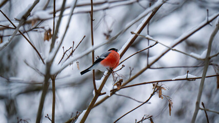 Male Eurasian bullfinch (Pyrrhula pyrrhula) with bright red breast sitting on a snow-covered branch in a winter forest. Wildlife photography, natural habitat, cold season, selective focus.