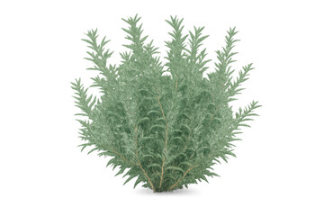 Green shrub planting, featuring natural lush foliage and branches, providing garden decoration on transparent background