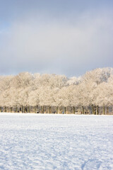 Stadtpark in Hamburg im Winter