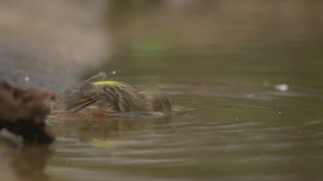 Common chaffinch (Fringilla coelebs) bird is standing in shallow water, taking a refreshing bath in a small forest pond, with its reflection visible on the water surface in Spain - stock video