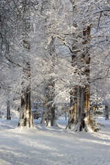 Stadtpark in Hamburg im Winter