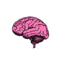 Detailed sketch illustration of human brain. Medical retro design element. Vintage isolated vector illustration