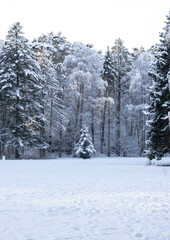 Stadtpark in Hamburg im Winter