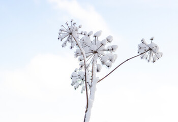 B&auml;renklau im Winter mit Schnee bedeckt