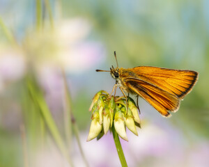 Skipper (butterfly) sitting on a plant