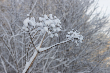 B&auml;renklau im Winter mit Schnee bedeckt