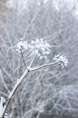 B&auml;renklau im Winter mit Schnee bedeckt