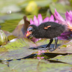 Common moorhen chick on lily pads