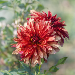 Two red dahlias 
