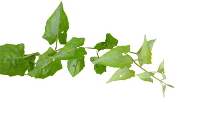 Green Leafy Plant Branch Isolated on White Background, Natural Foliage © ULTRA AI