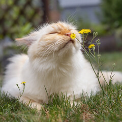 Birman cat lying on grass and sniffing on a yellow wildflower