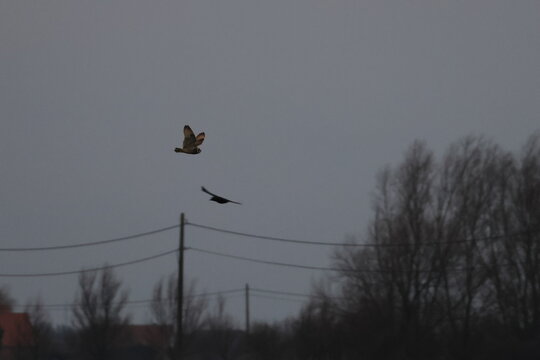 short-eared owl
