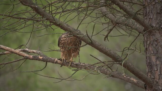 Juvenile Northern Goshawk (Accipiter gentilis) looking for a prey in Spanish forest - 4K stock video