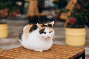 A calico cat sitting on a terrace outdoors, lifestyle-inspired scene.