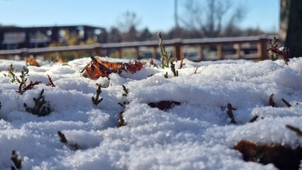 Fresh snow covering evergreen plants during winter sunny day