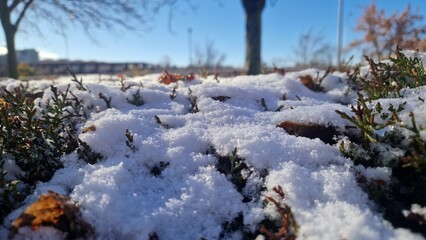 Fresh snow covering green shrubs on a sunny winter day