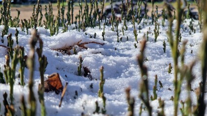 Green plants emerging from white winter snow
