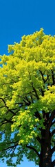 Vibrant green leaves rustle on a mature oak tree against a clear blue sky, forest,  summer