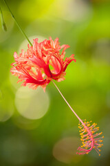 beautiful floral pattern with red hibiscus