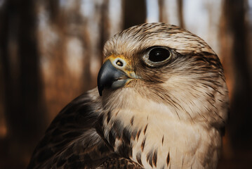 Saker falcon (Falco cherrug) detail portrait