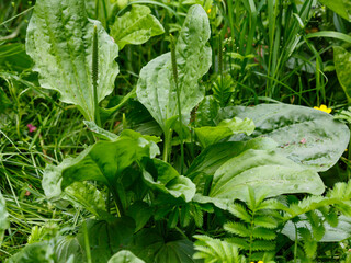 Plantain ( Latin- Plantago ) is a genus of annual and perennial herbs , and less commonly subshrubs, of the plantain family ( Plantaginaceae ) © Flower_Garden