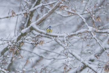 Mésange bleue sous la neige © Laurent