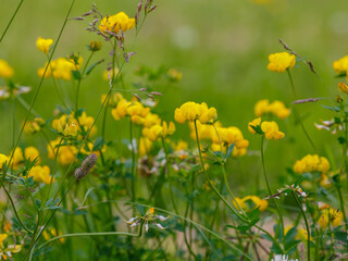 The horned lotus ( Latin- Lotus corniculatus ) is a species of perennial herbaceous plant of the genus Lotus of the legume family ( Fabaceae )