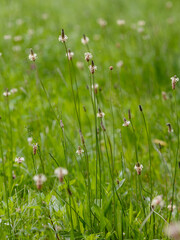 Unique wild flowers of Ribwort Plantain or Plantago lanceolata