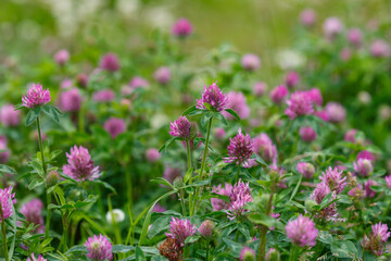 Fototapeta premium Red clover ( Latin: Trifolium pratense ) is a plant of the genus Clover ( Trifolium ), legume family ( Fabaceae ), subfamily Faboideae