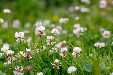 Dutch Clover, или White Clover, или Creeping Amoria ( лат. Trifolium repens ). Natural background with meadow grasses