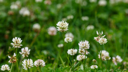 Dutch Clover, или White Clover, или Creeping Amoria ( лат. Trifolium repens ). Natural background with meadow grasses