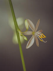 A close up of a delicate white flower of a Spider plant (Chlorophytum comosum)