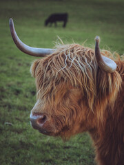 A head shot of a highland cow with a black cow grazing in the background
