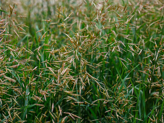 Brome grass ( Latin- Bromus inermis ) is a species of monocotyledonous plant of the genus Brome ( Bromus ) of the family Poaceae
