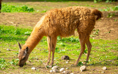 Obraz premium Llama animal close-up. Alpaca on the background of nature.