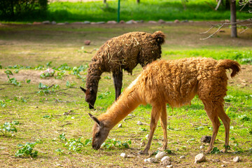 Obraz premium Llama animal close-up. Alpaca on the background of nature.