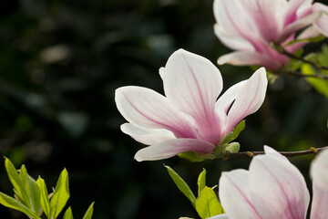 Spring blooming pink magnolia tree. Magnolia soulangeana flowering branches close-up
