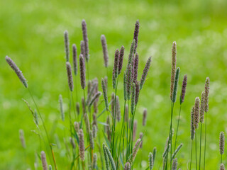 Phleum pratense is the type species of the genus Timothy-grass ( Phleum ) of the family Poaceae