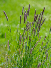 Phleum pratense is the type species of the genus Timothy-grass ( Phleum ) of the family Poaceae