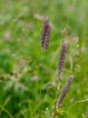 Phleum pratense is the type species of the genus Timothy-grass ( Phleum ) of the family Poaceae