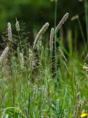 Phleum pratense is the type species of the genus Timothy-grass ( Phleum ) of the family Poaceae