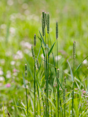 Phleum pratense is the type species of the genus Timothy-grass ( Phleum ) of the family Poaceae