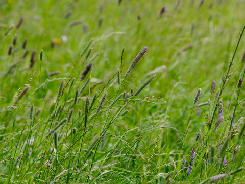 Phleum pratense is the type species of the genus Timothy-grass ( Phleum ) of the family Poaceae