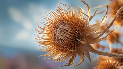Dried thistle flower head close up macro dried flower