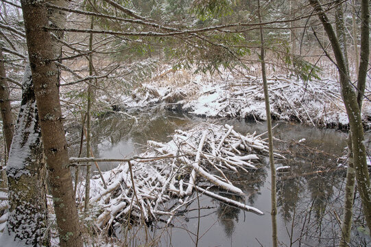 Bever dam covered with snow in a stream near Aegviidu, HArju county, Estonia 