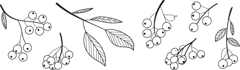 black and white illustration of various branches with berries and leaves © MR JOKER